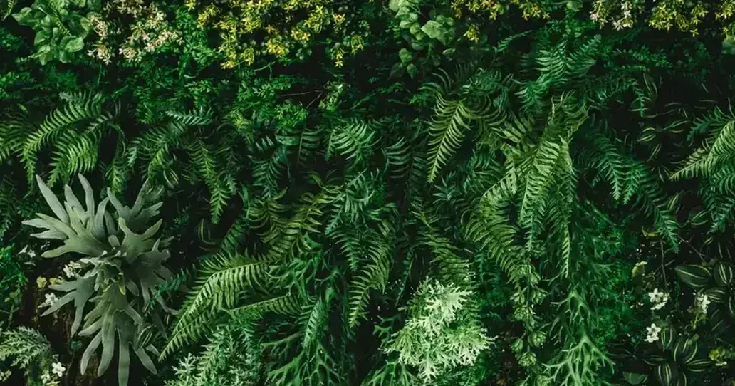 Lush green foliage wall with ferns and small white flowers